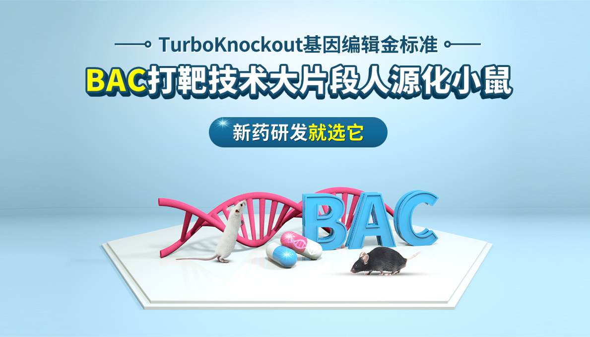 TurboKnockout基因编辑金标准 BAC打靶技术大片段人源化小鼠 新药研发就选它