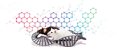 crispr knockout rat services